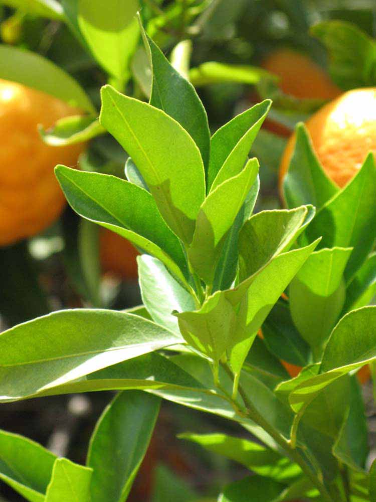              Sun leaves (Riverside, CA)       